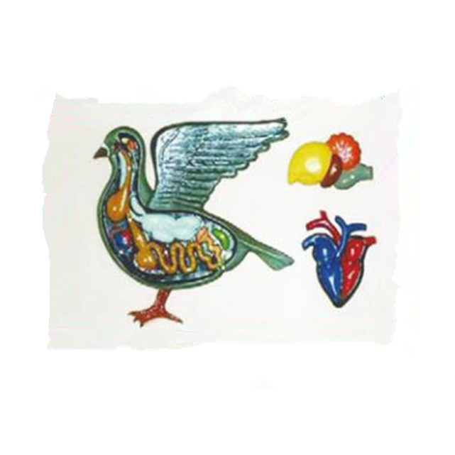 Relievo Model of Domestic Pigeon Anatomy LM1160-30