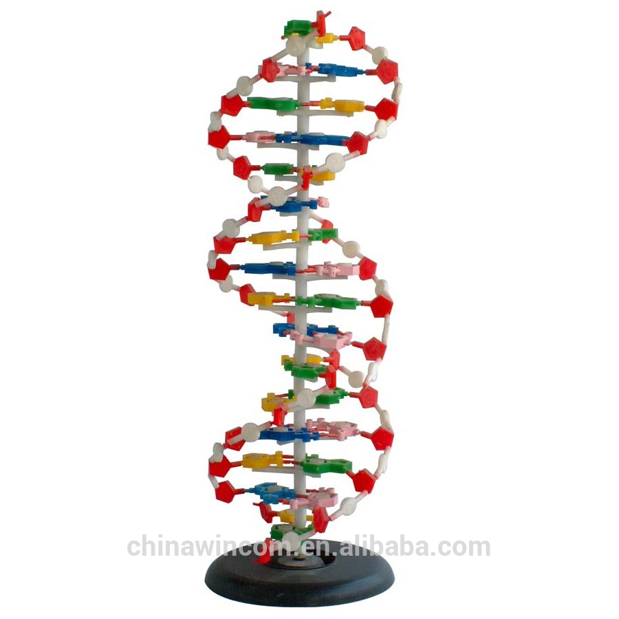 medical education DNA model